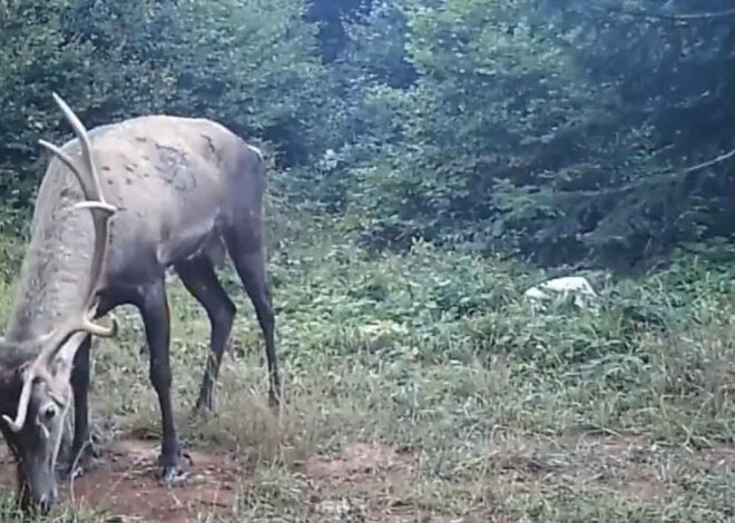 Samanlı Dağları’na salınan kızıl geyikler fotokapanlara yansıdı